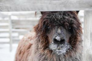 retrato de lama rizado marrón en una granja en invierno. foto