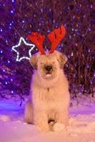Portrait of long-haired South Russian Shepherd Dog with red deer horns on a background of Christmas lights. photo