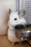 una linda chinchilla de color blanco está sentada en su casa cerca de un bol con heno. tiempo de alimentación. foto