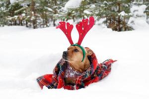 American Staffordshire terrier with red deer horns wrapped in red checkered plaid on a snow in winter forest.