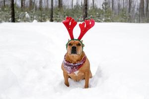 Portrait of American Staffordshire terrier with red deer horns on a snow in winter forest.