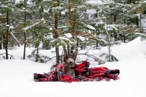 Little dog with big ears on red checkered plaid on a snow on a background winter coniferous forest. photo