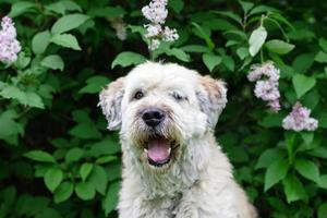 lindo y sonriente perro pastor del sur de Rusia para dar un paseo en un parque de verano sobre un fondo de arbustos de lilas. foto