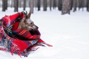 Little dog with big ears wrapped in red checkered plaid on a snow in winter forest. photo