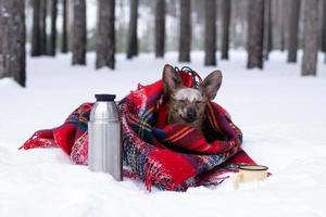 Little dog with big ears wrapped in red checkered plaid on a snow. Picnic in winter forest with hot tea in thermos and cup. photo