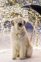 perro pastor ruso del sur de pelo largo blanco en una calle sobre un fondo de luces de navidad. foto