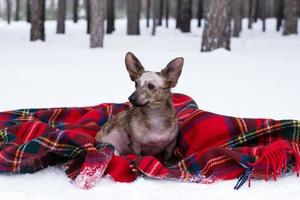 Little dog with big ears on red checkered plaid on a snow in winter forest. photo