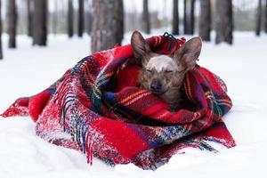 Little dog with big ears wrapped in red checkered plaid on a snow in winter forest. photo