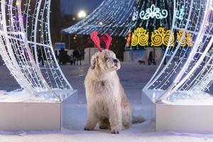 Long-haired South Russian Shepherd Dog is wearing red deer horns on a street on a background of Christmas tree and Christmas lights. photo
