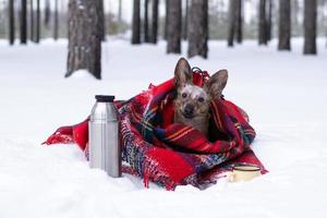 perrito con orejas grandes envuelto en cuadros rojos a cuadros en la nieve. picnic en el bosque de invierno con té caliente en termo y taza. foto