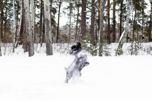 Schnauzer en miniatura negro está jugando y saltando en la nieve sobre un fondo de parque de coníferas de invierno. foto