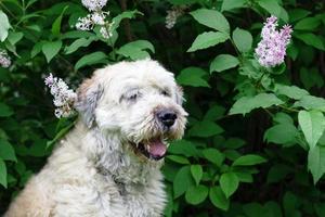 retrato de perro pastor del sur de rusia para dar un paseo en un parque de verano sobre un fondo de arbustos de lilas, vista lateral. foto