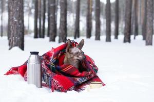 Little dog with big ears wrapped in red checkered plaid on a snow. Picnic in winter forest with hot tea in thermos and cup. photo