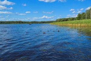 High aquatic green natural beautiful plants bushes grass reeds against the backdrop of the river bank and blue sky photo