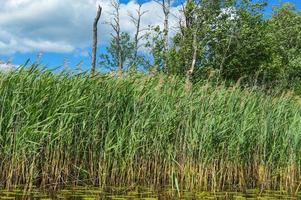 High aquatic green natural beautiful plants bushes grass reeds against the backdrop of the river bank and blue sky photo