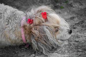 el perro crestado chino, hermosa pluma china. señora del perro foto