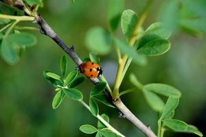 Ladybug on grass macro close up photo
