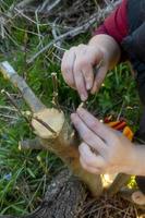 Closeup of farmer hand cutting the young plum tree with a knife, preparing for graft. Spring tree grafting. Spring garden work. Fruit tree renovation photo