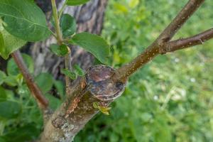 tallo cubierto de cambium, injertado en una rama de un manzano la primavera pasada. arboles frutales injertados foto