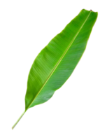 banana leaves isolated png