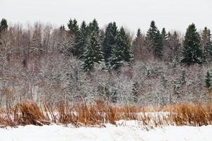 snowed spruce forest edge photo