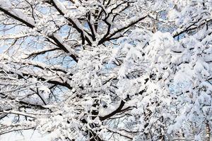 snow-covered branches of oak tree in forest park photo