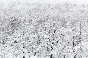 above view of snow oak grove in woods in winter photo