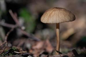 a small brown mushroom, with a slender stalk and a large cap, grows on the forest floor photo