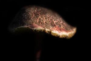 Close-up of a large umbrella forest mushroom that is red with brown spots. The mushroom is in front of a dark background. You can see lamellae at the edge. photo