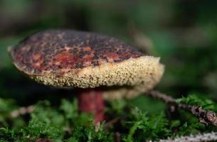 Close-up of a large umbrella forest mushroom that is red with brown spots. The mushroom stands on the forest floor in the green moss photo