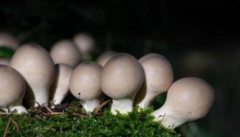 Close-up of a group of bright round-headed mushrooms growing in green moss, against a dark background, in nature photo