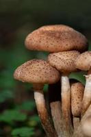 Close-up of a group of brown mushrooms growing on the forest floor. There are small brown spots on the caps of the mushrooms. The image is in portrait format photo