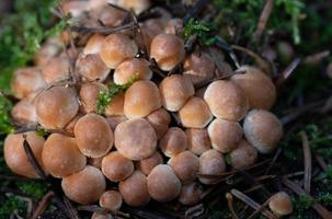 a group of small mushrooms grows, crowded together, on the mossy ground in the forest photo