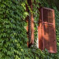 fachada antigua cubierta de hiedra con una ventana con persianas rojas abiertas foto