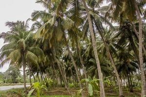 palmeras de coco y árboles de plátano en salalah, omán foto