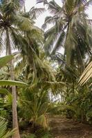 palmeras de coco y árboles de plátano en salalah, omán foto