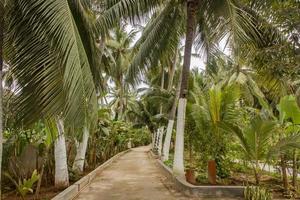 Coconut palms and banana trees in Salalah, Oman photo