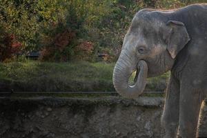 elefante asiático comiendo. elefante sonriente. elefante divertido foto