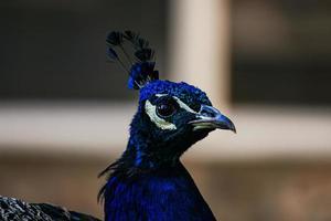 hermoso retrato de pavo real de correo sobre fondo borroso foto