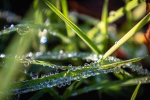 Close up of fresh morning dew on spring grass photo