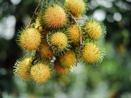 Close-up of roped rambutan fruits in Malaysia photo