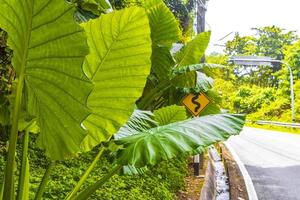 Elephant ear Alocasia the tropical giant leaf plant Phuket Thailand. photo