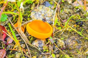 Various poisonous species of mushrooms mushroom in the forest Germany. photo