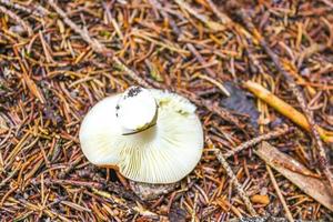varias especies venenosas de hongos hongos en el bosque alemania. foto