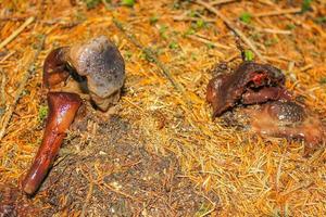 varias especies venenosas de hongos hongos en el bosque alemania. foto