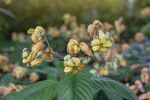 mussaenda philippica, doña luz o doña reina sirikit florecen con la luz del sol en el jardín. foto