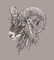 Hand drawn portrait of a mountain sheep with horns. Vintage style vector