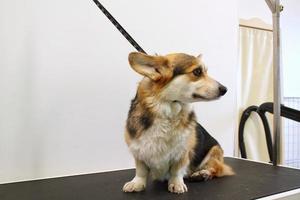 Funny corgi welsh pembroke dog with safety belt standing on dog grooming table in salon. Pet care, wellness, spa, hygiene, beauty of animals concept. Close-up photo