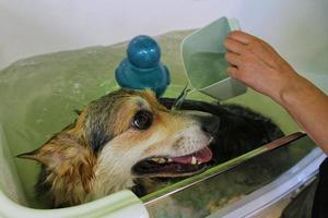 Funny corgi welsh pembroke taking a shower in grooming salon. Hand of woman groomer bathing a dog. Wet fur. Professional washing, hygiene, welness, spa procedures of animals concept. Close up photo