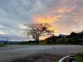 trees with fallen leaves in the afternoon photo